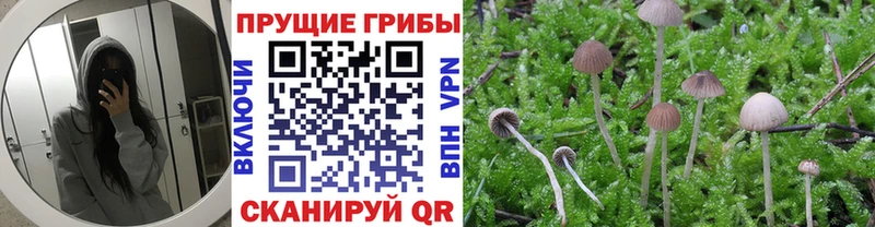 Галлюциногенные грибы Cubensis Черноголовка